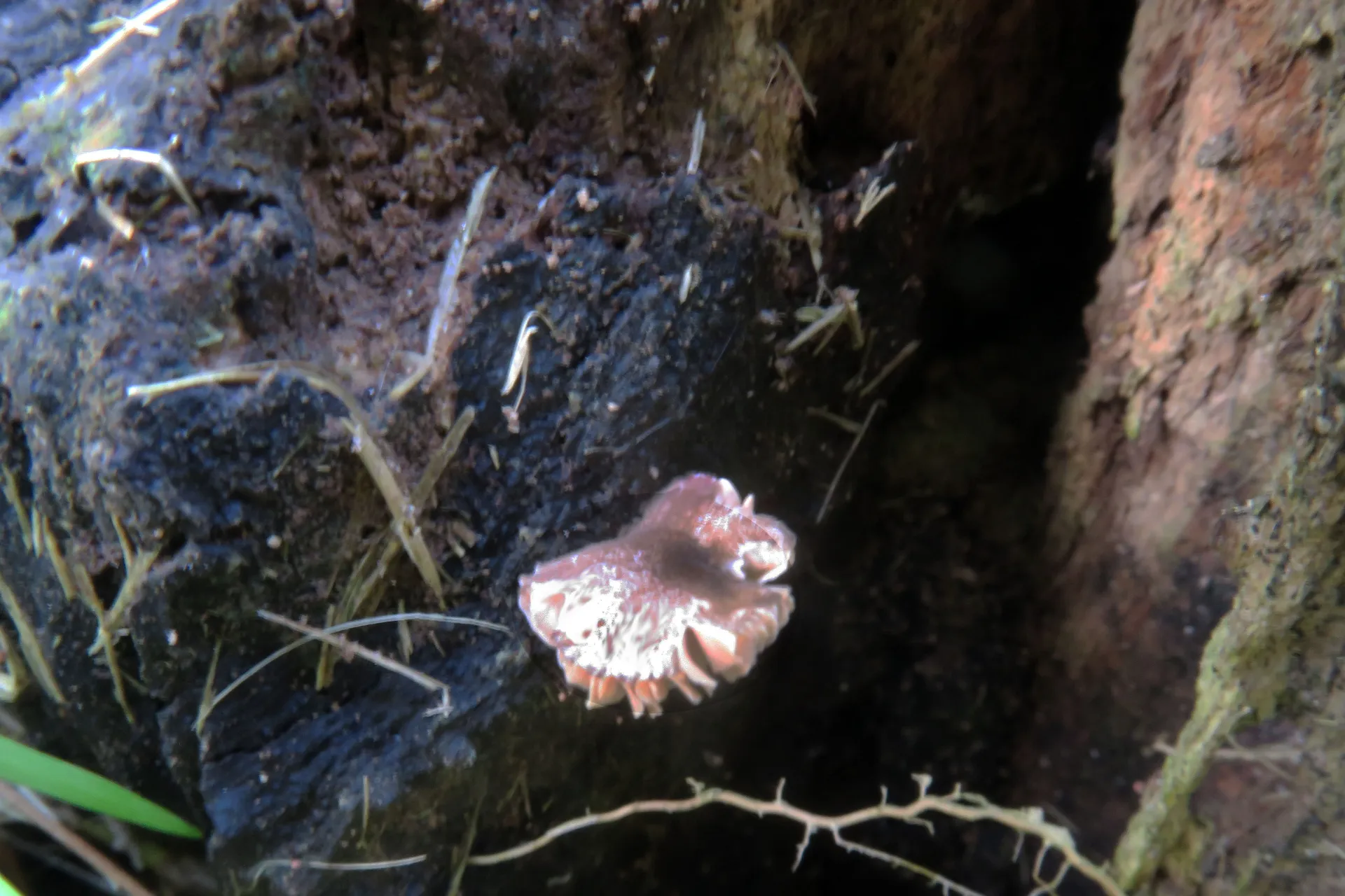 Pluteus exiguus - 1 - IMG_0338